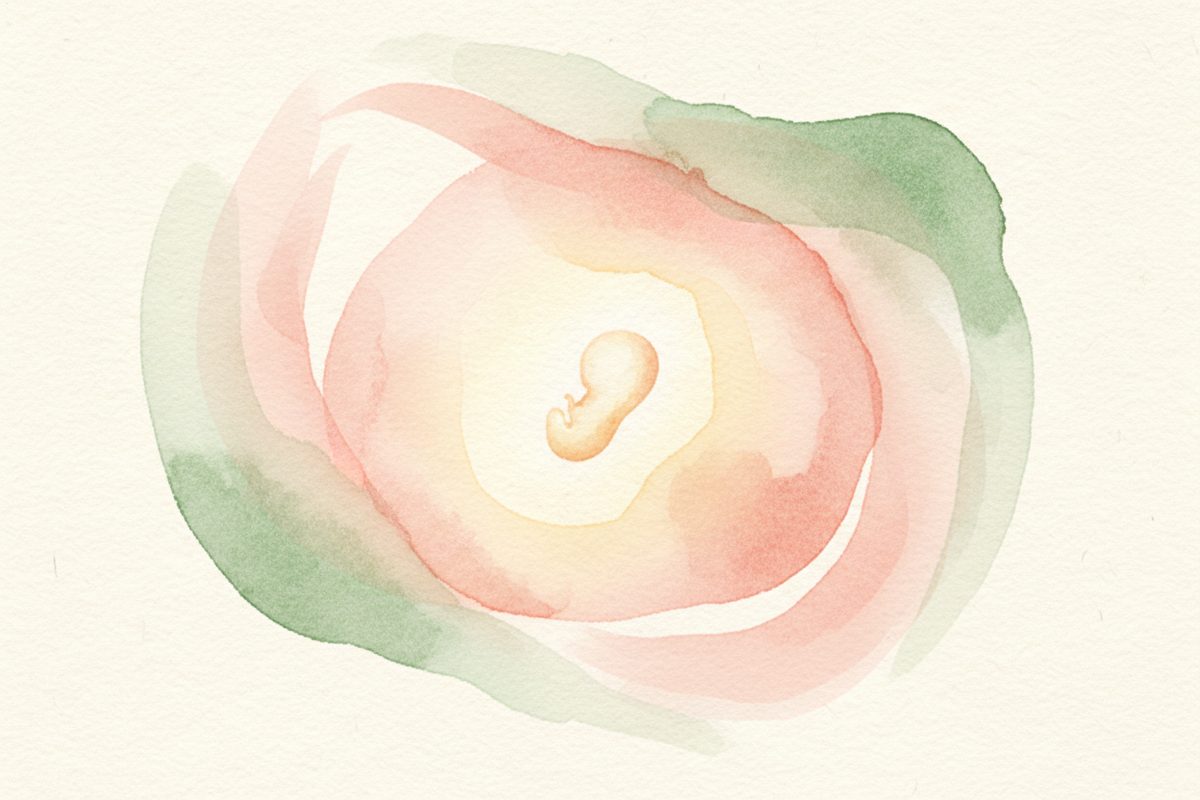 A warm watercolor illustration of a 3-week fetus