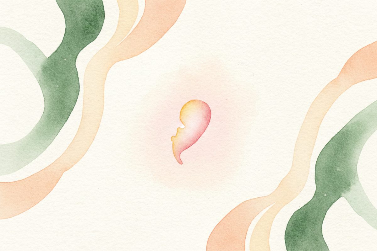A warm watercolor illustration of a 4-week fetus
