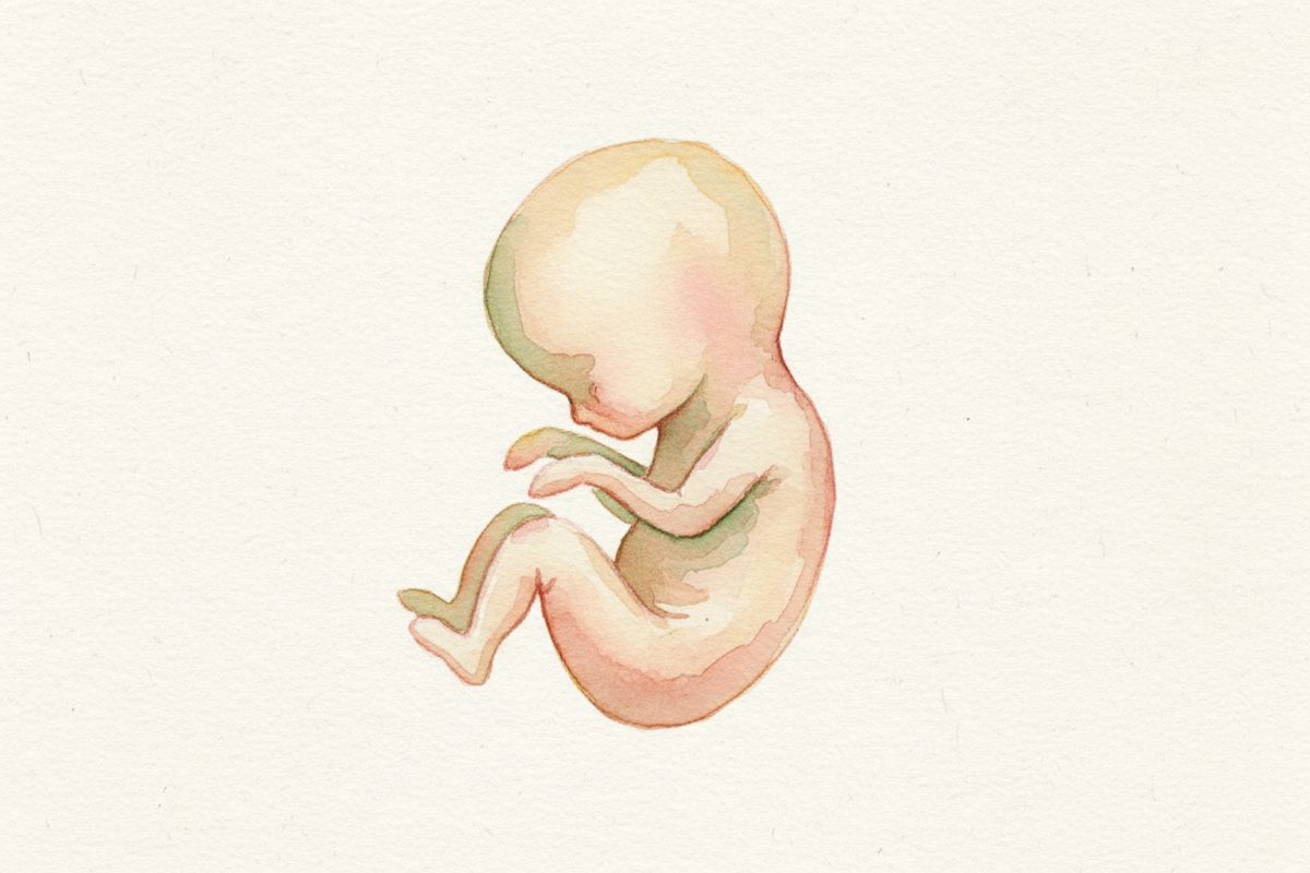 A warm watercolor illustration of a 8-week fetus