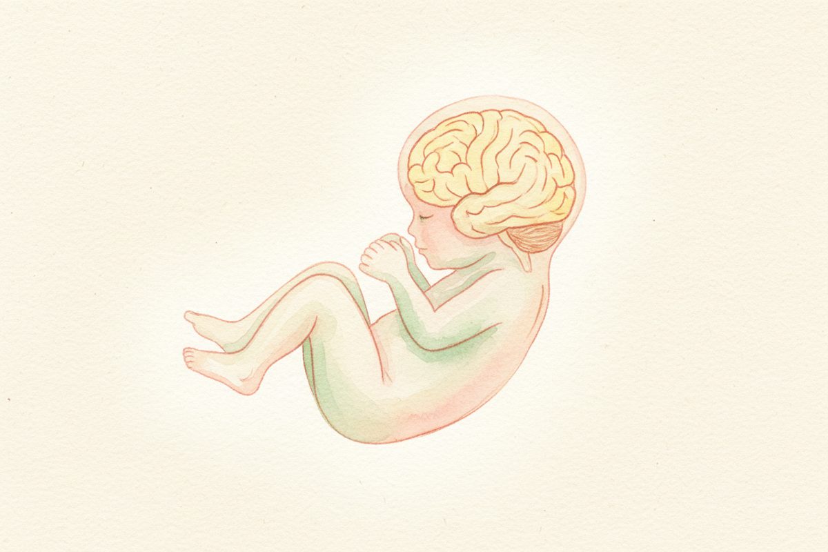 A warm watercolor illustration of a 30-week fetus
