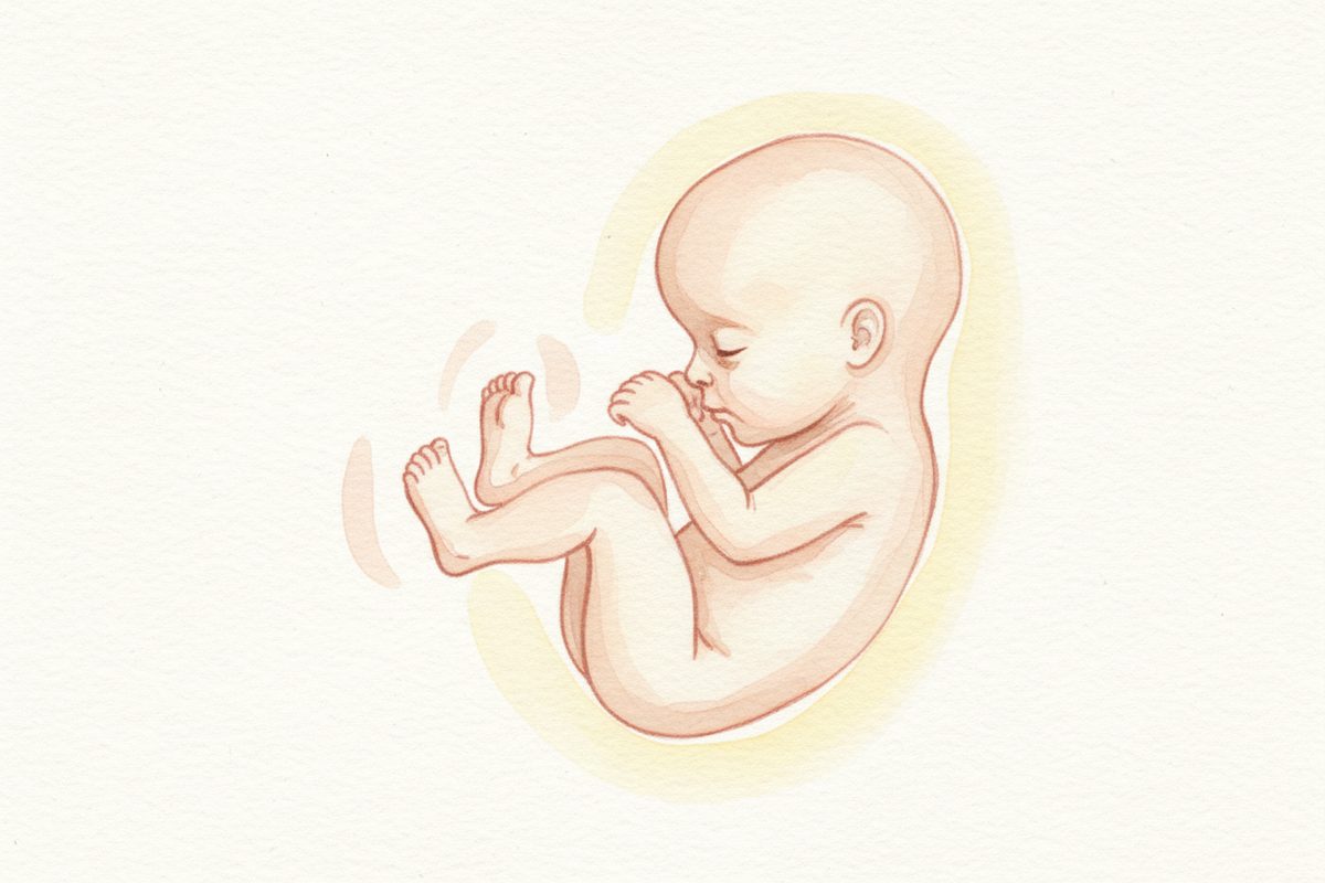 A warm watercolor illustration of a 31-week fetus