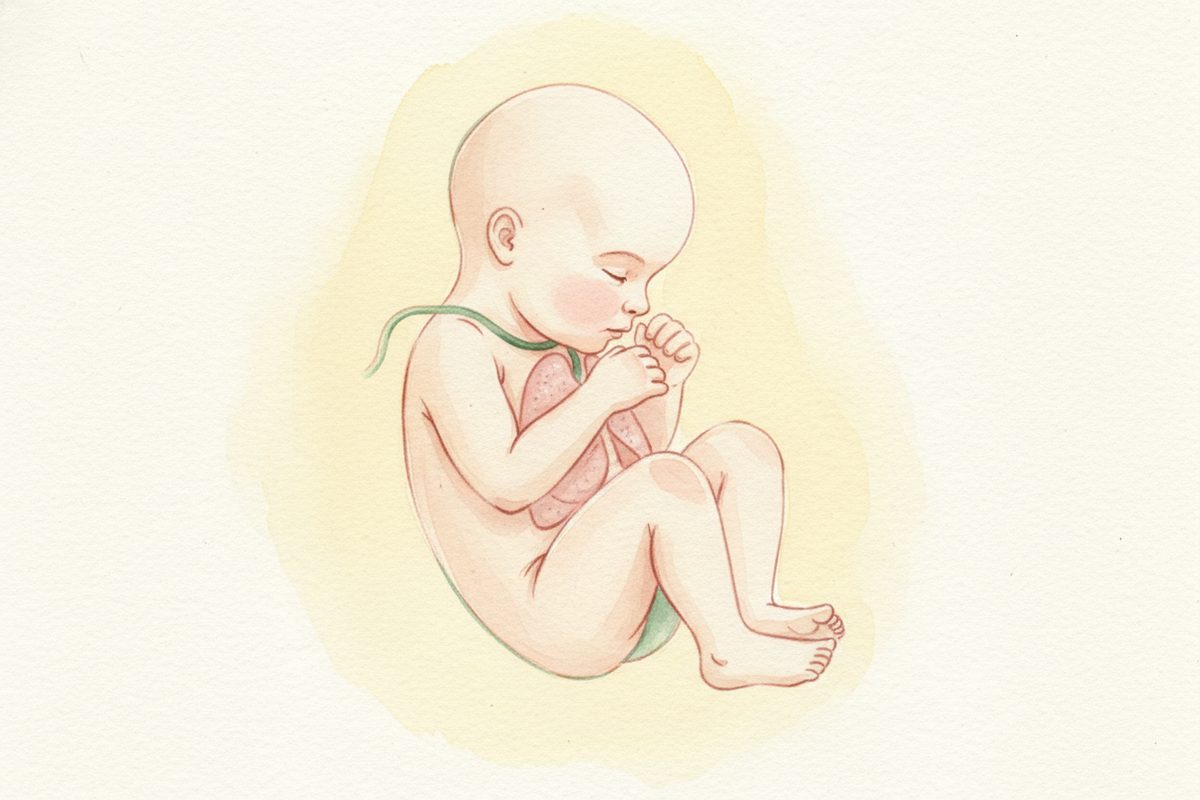A warm watercolor illustration of a 35-week fetus